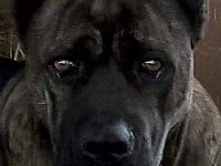 cane corso 